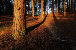 Warm licht en lange schaduwen van bomen tijdens zonsopkomst in het naaldbos van de Schoorlse Duinen.