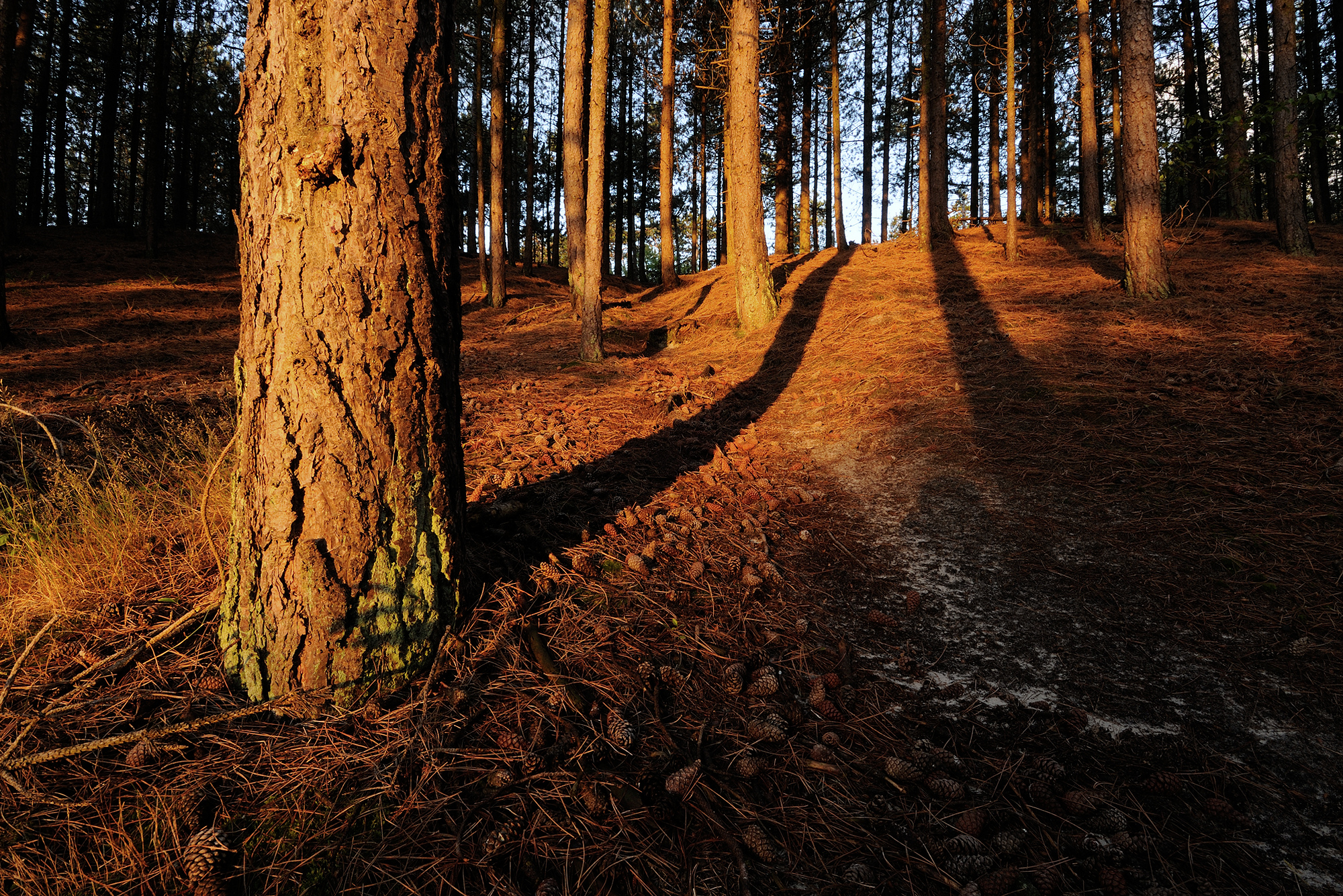 Warm licht en lange schaduwen van bomen tijdens zonsopkomst in het naaldbos van de Schoorlse Duinen.