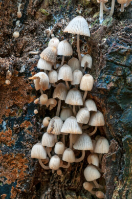 Zwerminktzwam (Coprinellus disseminatus) op een dode boomstronk in het Nationaal Park Zuid-Kennemerland bij Santpoort-Zuid