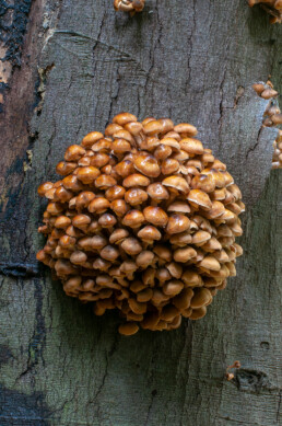 Grote groep sombere honingzwam (Armillaria ostoyae) op dikke boomstam van dode, oude beuk in het bos van het Nationaal Park Zuid-Kennemerland bij Santpoort-Zuid