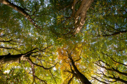 Boomkruinen van beuken (Fagus sylvatica) tijdens herfst in de Amsterdamse Waterleidingduinen bij Vogelenzang