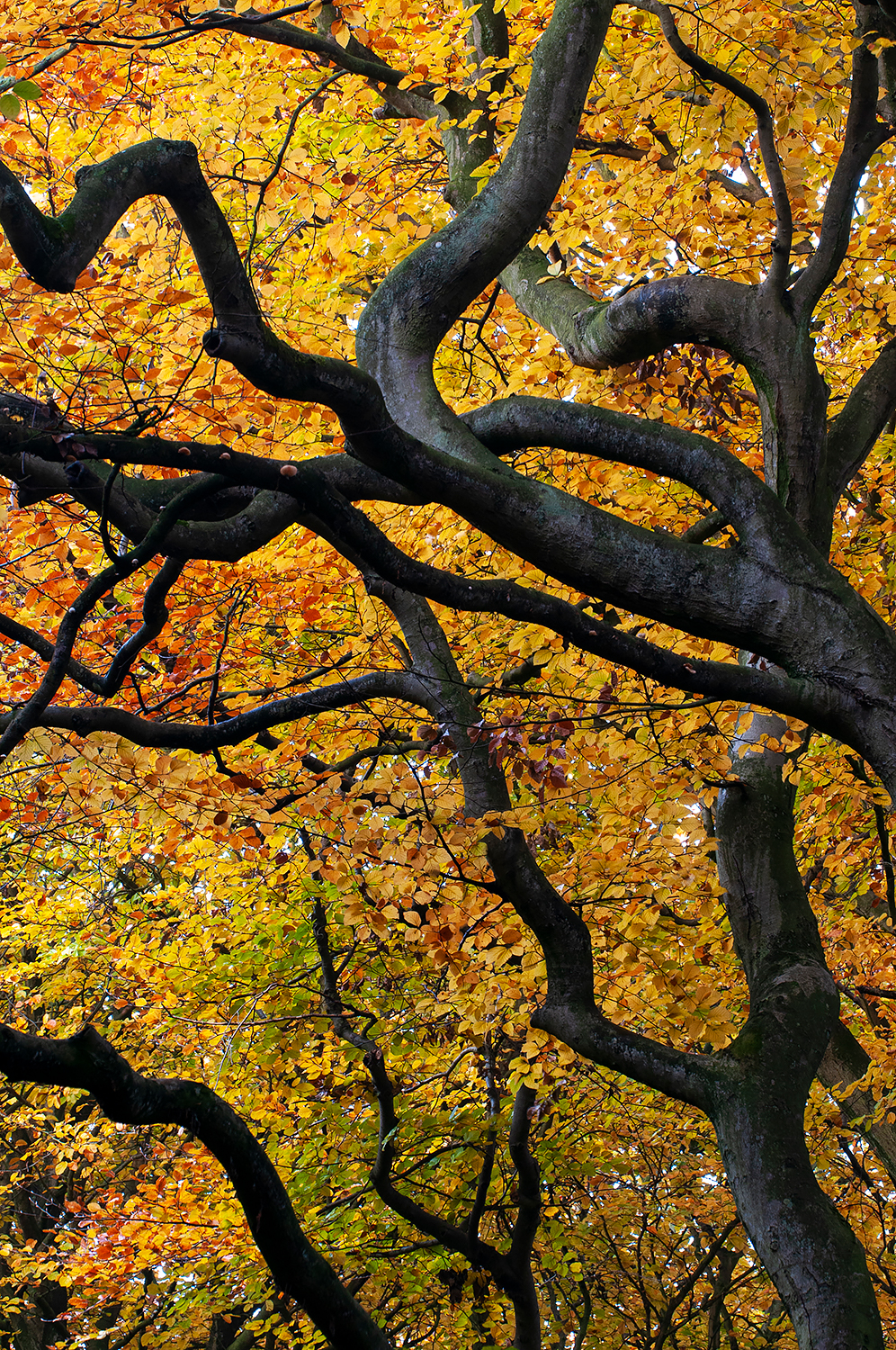 Slingerende takken en geel blad van beuk (Fagus sylvatica) tijdens herfst in het bos van het Noordhollands Duinreservaat bij Bergen