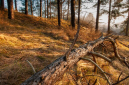 Warm licht van zonsopkomst schijnt op gevallen boom in het naaldbos van Nationaal Park Zuid-Kennemerland bij IJmuiden