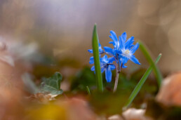 Ontluikend groen en blauwe bloemen van grote sneeuwroem (Scilla forbesii) tijdens lente op Landgoed Marquette in Heemskerk