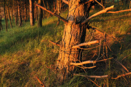 Laatste warme licht van zonsondergang schijnt op de boomstammen van een naaldbos in het Noordhollands Duinreservaat bij Heemskerk.