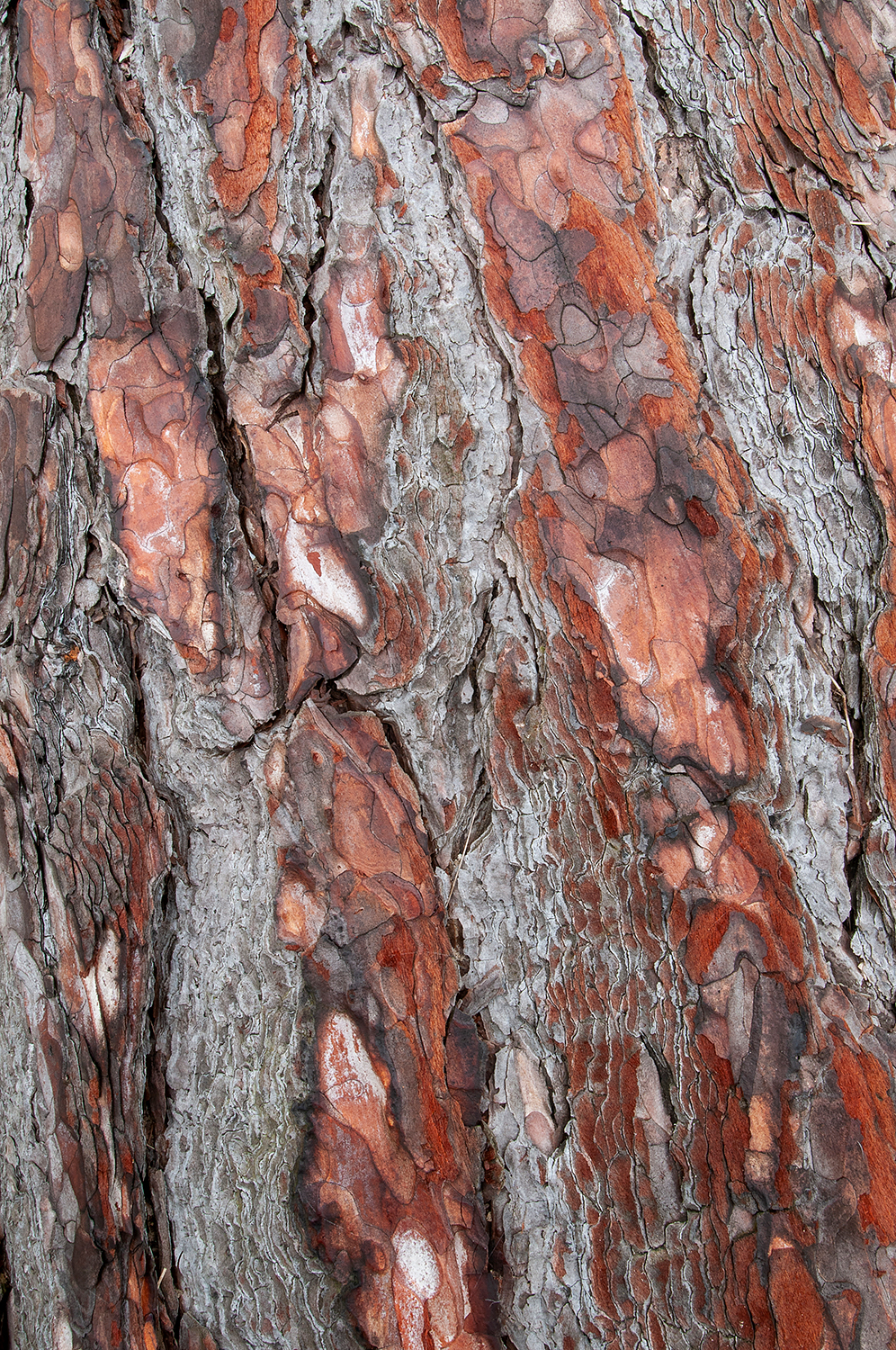 Structuren en kleuren in boomschors van grove den (Pinus sylvestris) in het Nationaal Park Zuid-Kennemerland bij IJmuiden