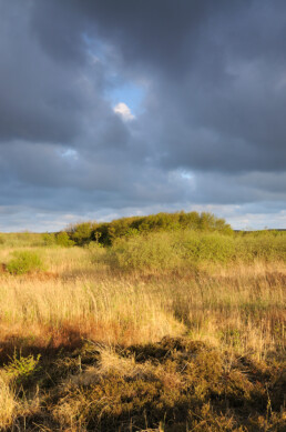 Donkere wolkenlucht boven duinmoeras met riet en wilgen in de duinen van het Zwanenwater bij Callantsoog