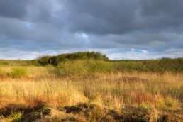 Donkere wolkenlucht boven duinmoeras met riet en wilgen in de duinen van het Zwanenwater bij Callantsoog