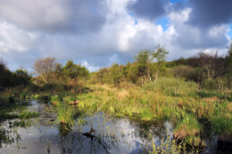 Hollandse wolkenlucht boven het water en verse lentegroen van het duinmoeras in het Zwanenwater bij Callantsoog.