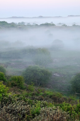 Lagen mist tussen struweel en duinen tijdens zonsopkomst in het Noordhollands Duinreservaat bij Heemskerk.