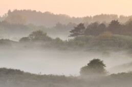 Lagen mist tussen struweel en duinen tijdens zonsopkomst in het Noordhollands Duinreservaat bij Heemskerk.