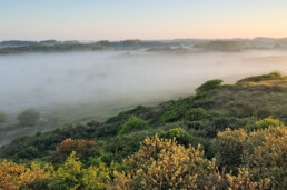 Lagen mist tussen struweel en duinen tijdens zonsopkomst in het Noordhollands Duinreservaat bij Heemskerk.