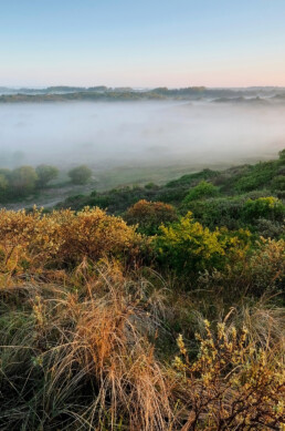 Lagen mist tussen struweel en duinen tijdens zonsopkomst in het Noordhollands Duinreservaat bij Heemskerk.