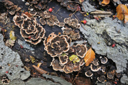 Gewoon elfenbankje (Trametes versicolor) op de stam van omgevallen boom in het bos van he Nationaal Park Zuid-Kennemerland bij Santpoort-Noord.