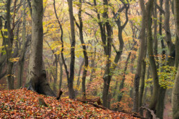 Kronkelende boomstammen en takken van beukenbos tijdens herfst in het Noordhollands Duinreservaat bij Bergen.