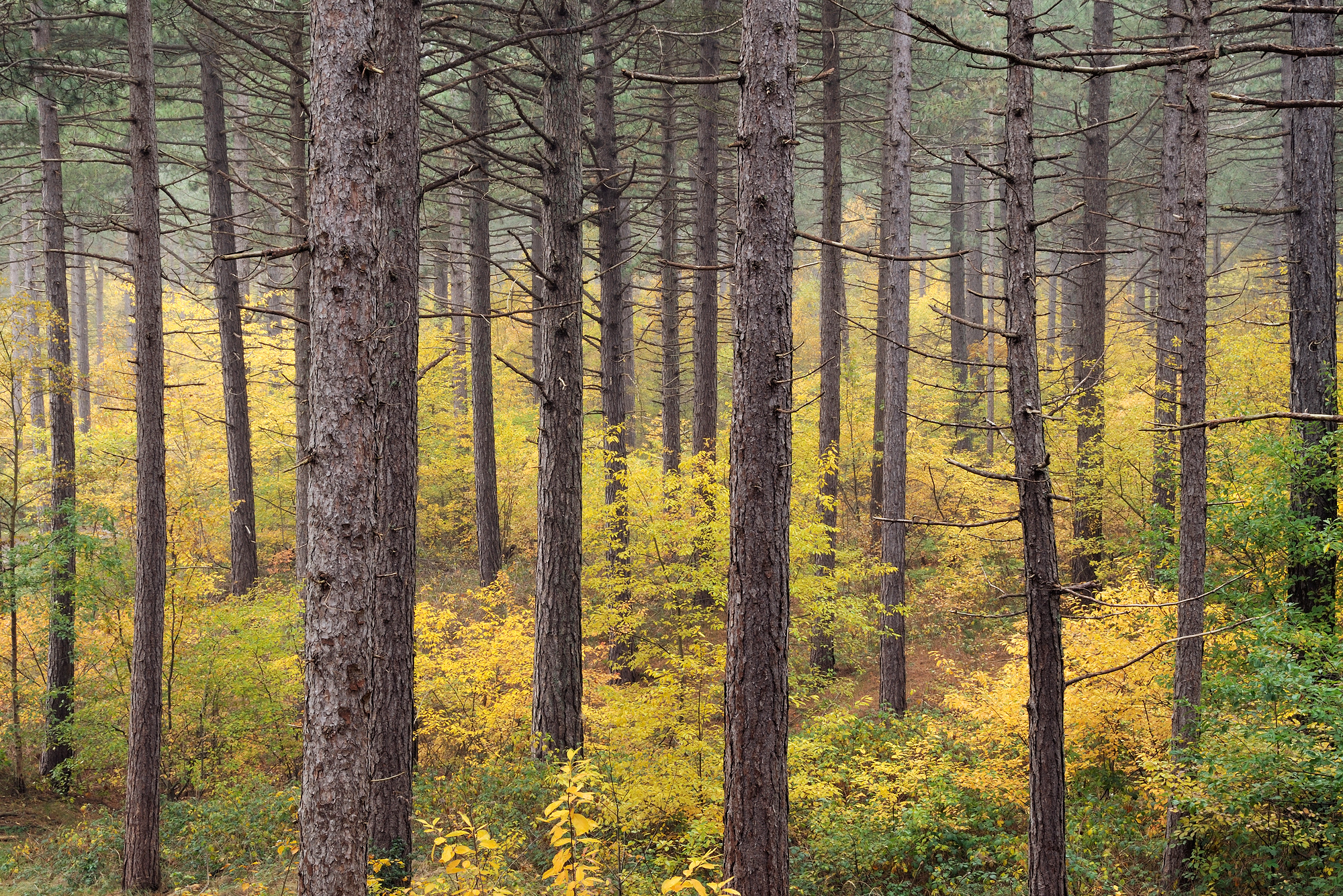 Een gele zee van verkleurde Amerikaanse vogelkers tussen boomstammen van naaldbos tijdens herfst in de Schoorlse Duinen