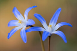 Twee blauwe bloemen van Grote sneeuwroem (Scilla siehei) tijdens lente in het bos van het Noordhollands Duinreservaat bij Bakkum.