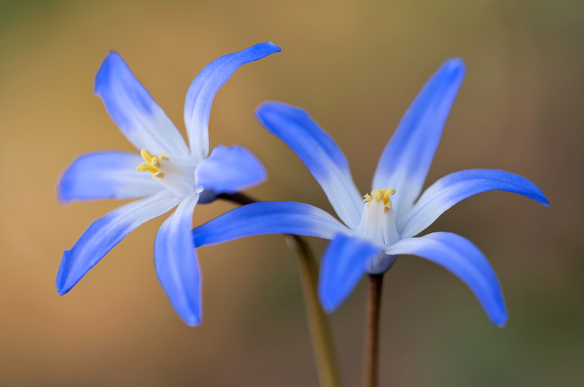 Twee blauwe bloemen van Grote sneeuwroem (Scilla siehei) tijdens lente in het bos van het Noordhollands Duinreservaat bij Bakkum.