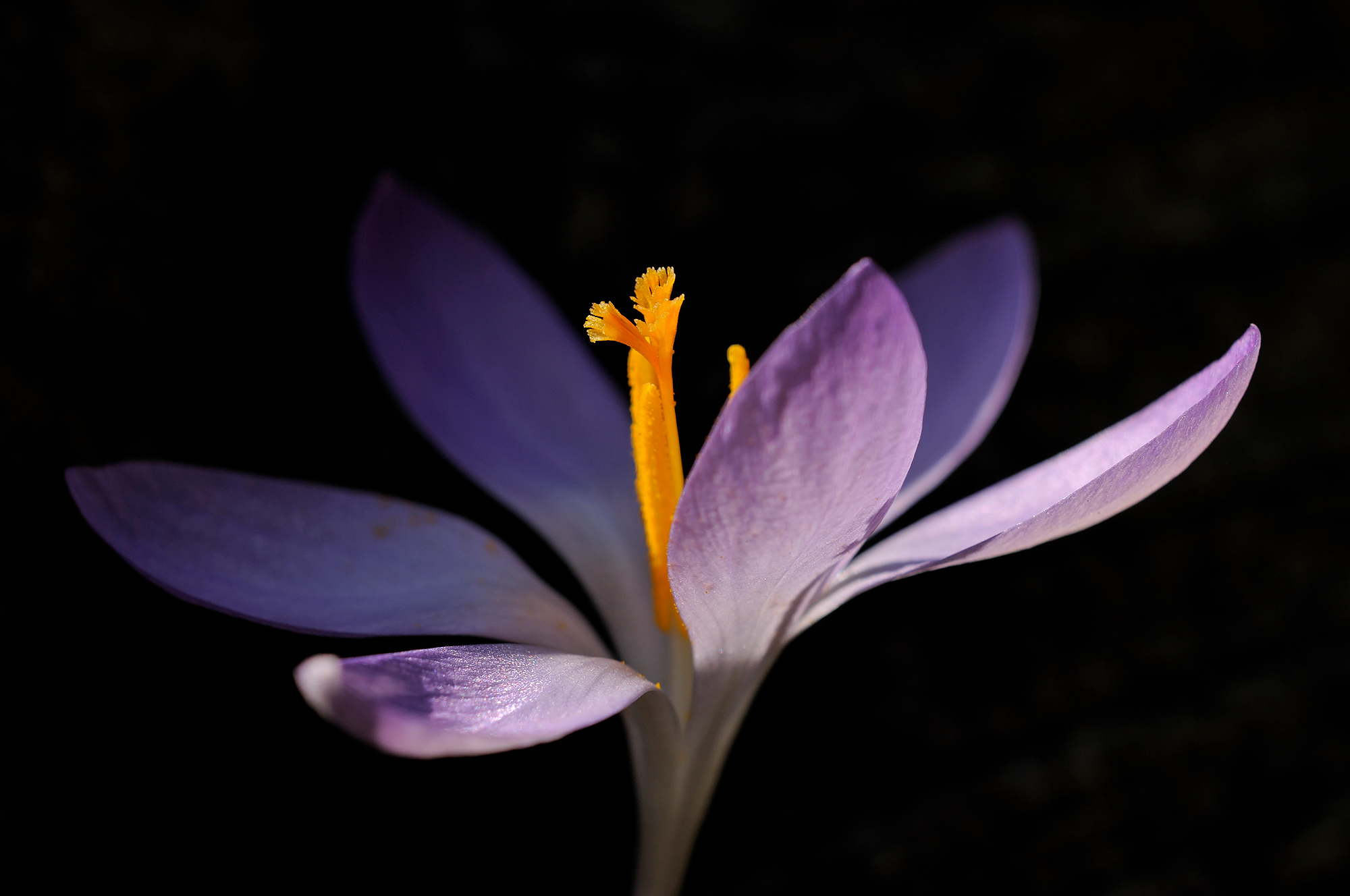 Zonlicht schijnt door paarse bloem van boerenkrokus (Crocus tommasinianus) tijdens lente in het Noordhollands Duinreservaat bij Bakkum.