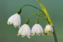 Dauwdruppels op de witte bloemen van zomerklokje (Leucojum aestivum) tijdens lente op Landgoed Elswout in Overveen