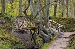 Wandelbrug over het water tussen de moshellingen tijdens lente op Landgoed Elswout in Overveen