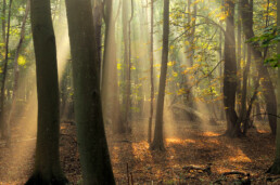 Lichtstralen van de zon spreiden zich uit langs boomstammen en takken van een mistig beukenbos in de Amsterdamse Waterleidingduinen bij Vogelenzang.