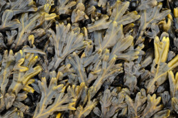 Bladeren van kleine zee-eik (Fucus spiralis) liggen over elkaar in een dichte mat tijdens laagwater op de waddenzeedijk van Texel