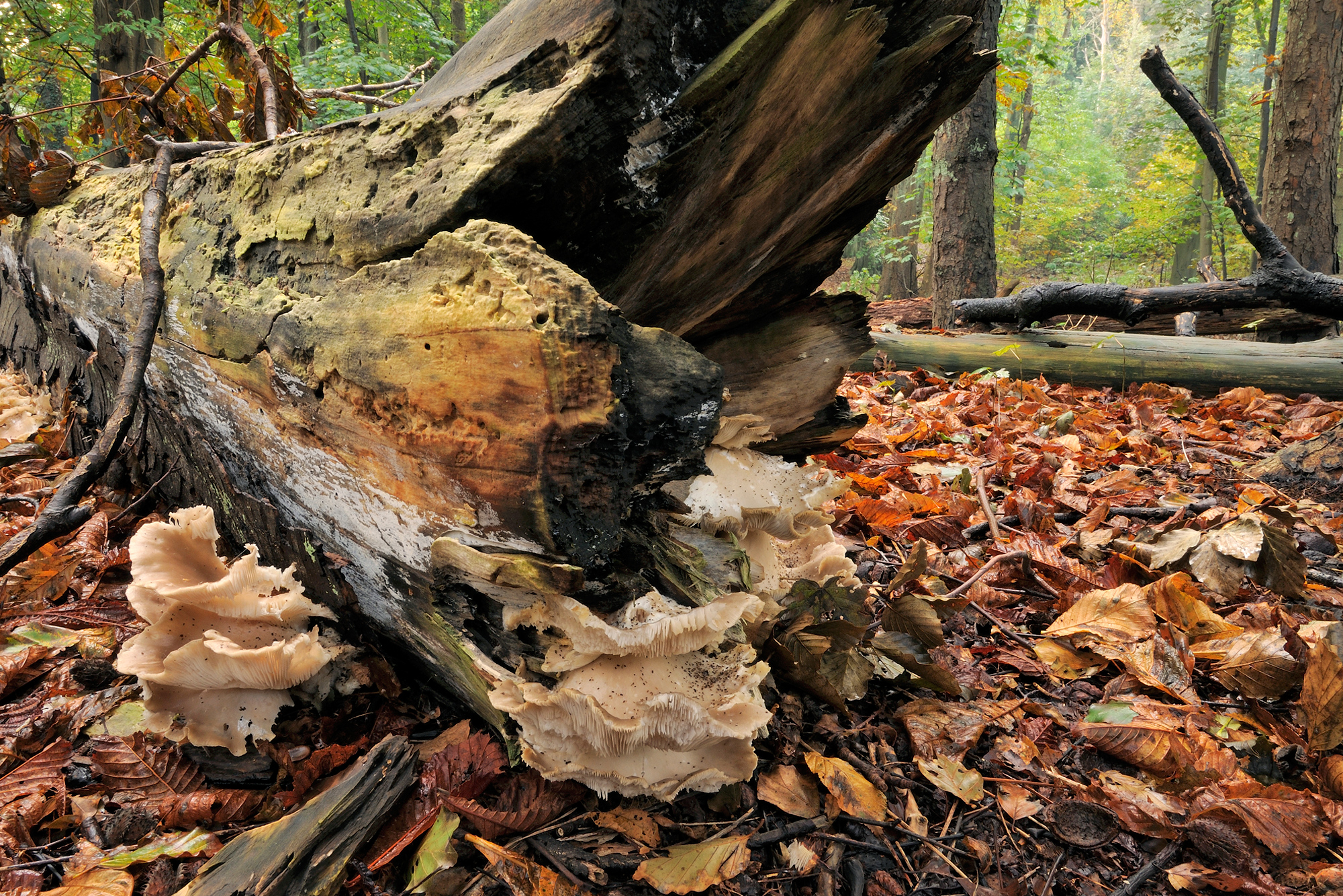 Omgevallen, met paddenstoelen bedekte boomstam ligt op de grond in het bos tijdens herfst van Landgoed Elswout bij Overveen.