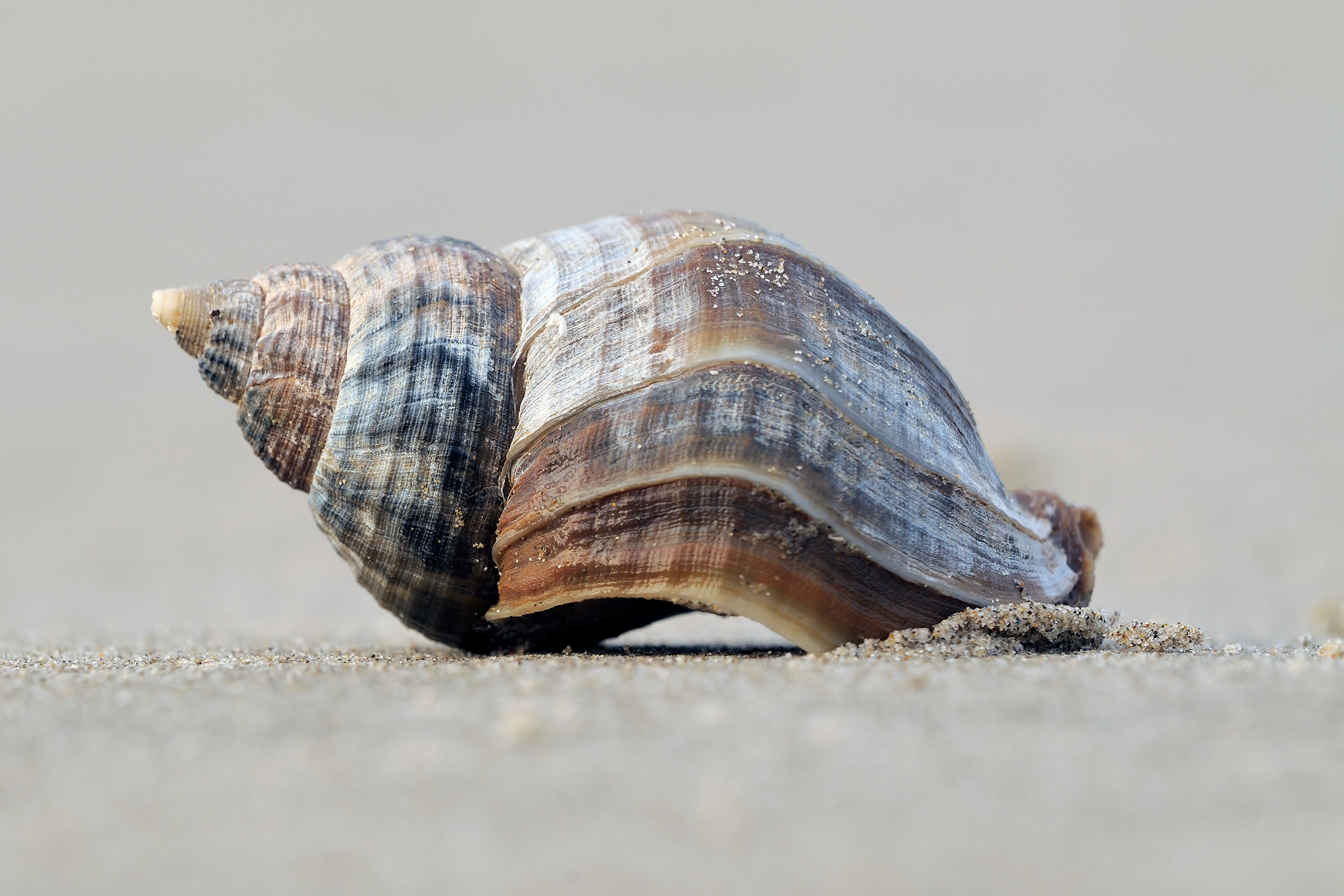 Aangespoelde schelp van een wulk (Buccinum undatum) op het zand van het strand in Wijk aan Zee