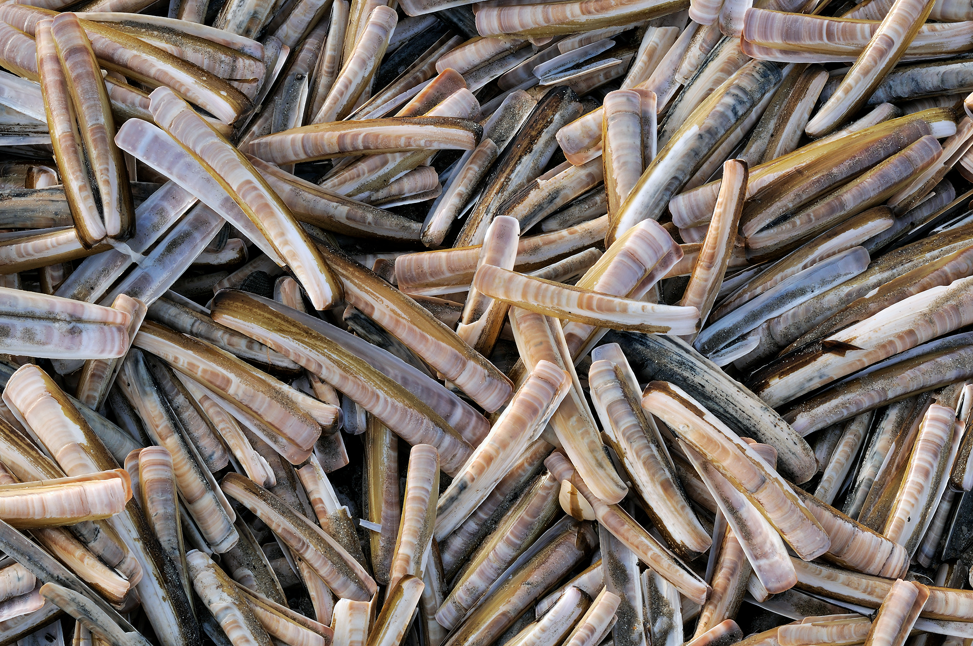 Massa aangespoelde schelpen van Amerikaanse zwaardschede (Ensis directus) na een storm op het strand van Wijk aan Zee.