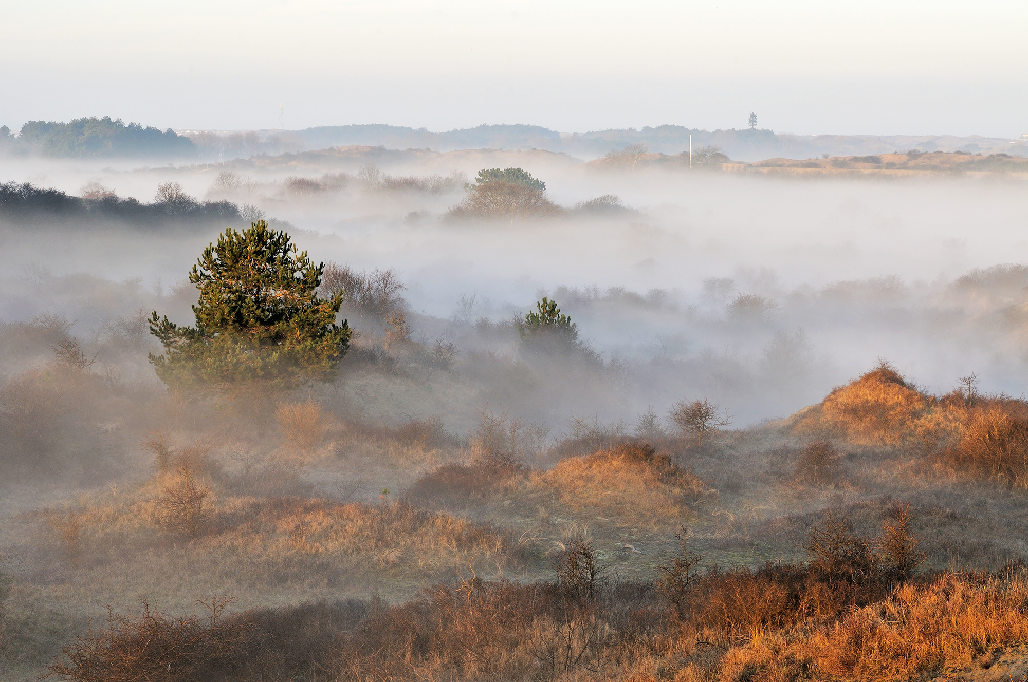 Zonsopkomst tijdens koude ochtend met laagjes mist tussen de duinhellingen in Nationaal Park Zuid-Kennemerland bij Overveen.