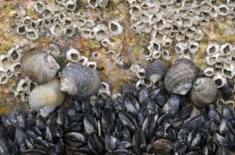 Verzameling van alikruiken (Littorina littorea), mosselen en zeepokken op een kei van een strekdam bij de Hondsbossche Zeewering bij Petten.