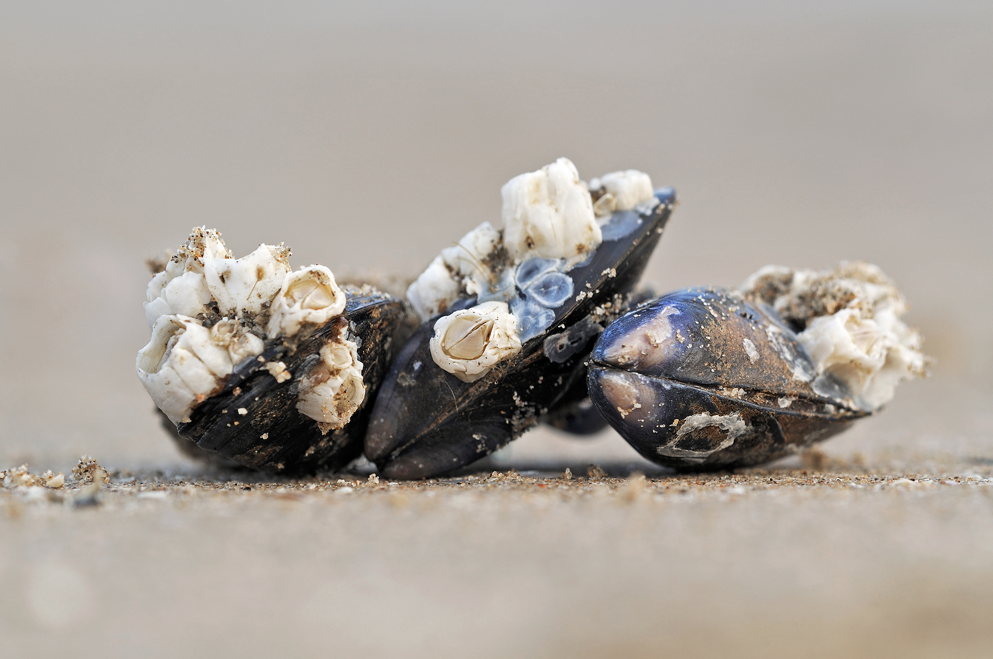 Aangespoelde, met zeepokken bedekte schelpen van mosselen (Mytilus edulis) langs de vloedlijn op het Kennemerstrand bij IJmuiden.