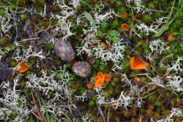 Oranje mosbekertje (Neottiella rutilans) tussen gras, mossen en konijnenkeutels op een duinhelling tijdens herfst in de Amsterdamse Waterleidingduinen.