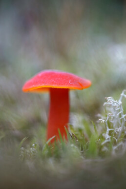 Felrode steel en hoed van gewoon vuurzwammetje (Hygrocybe miniata) tussen mos en gras tijdens herfst in de Amsterdamse Waterleidingduinen bij Vogelenzang.