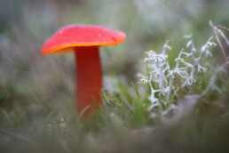 Felrode steel en hoed van gewoon vuurzwammetje (Hygrocybe miniata) tussen mos en gras tijdens herfst in de Amsterdamse Waterleidingduinen bij Vogelenzang.