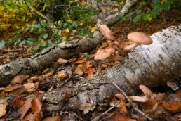 Sombere honingzwam (Armillaria ostoyae) op een dode berkentak in het bos van het Noordhollands Duinreservaat bij Bergen.