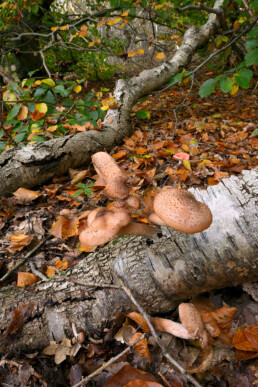 Sombere honingzwam (Armillaria ostoyae) op een dode berkentak in het bos van het Noordhollands Duinreservaat bij Bergen.