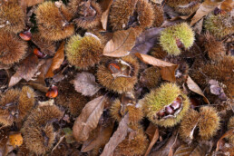 Gevallen blad, kastanjes en stekelige bolsters van tamme kastanje (Castanea sativa) verspreid over de grond in het bos van de Schoorlse Duinen bij Bergen.