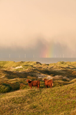 Schotse hooglanders op duintop met uitzicht op zee, regenboog en windmolens tijdens zonsopkomst in Noordhollands Duinreservaat bij Egmond.