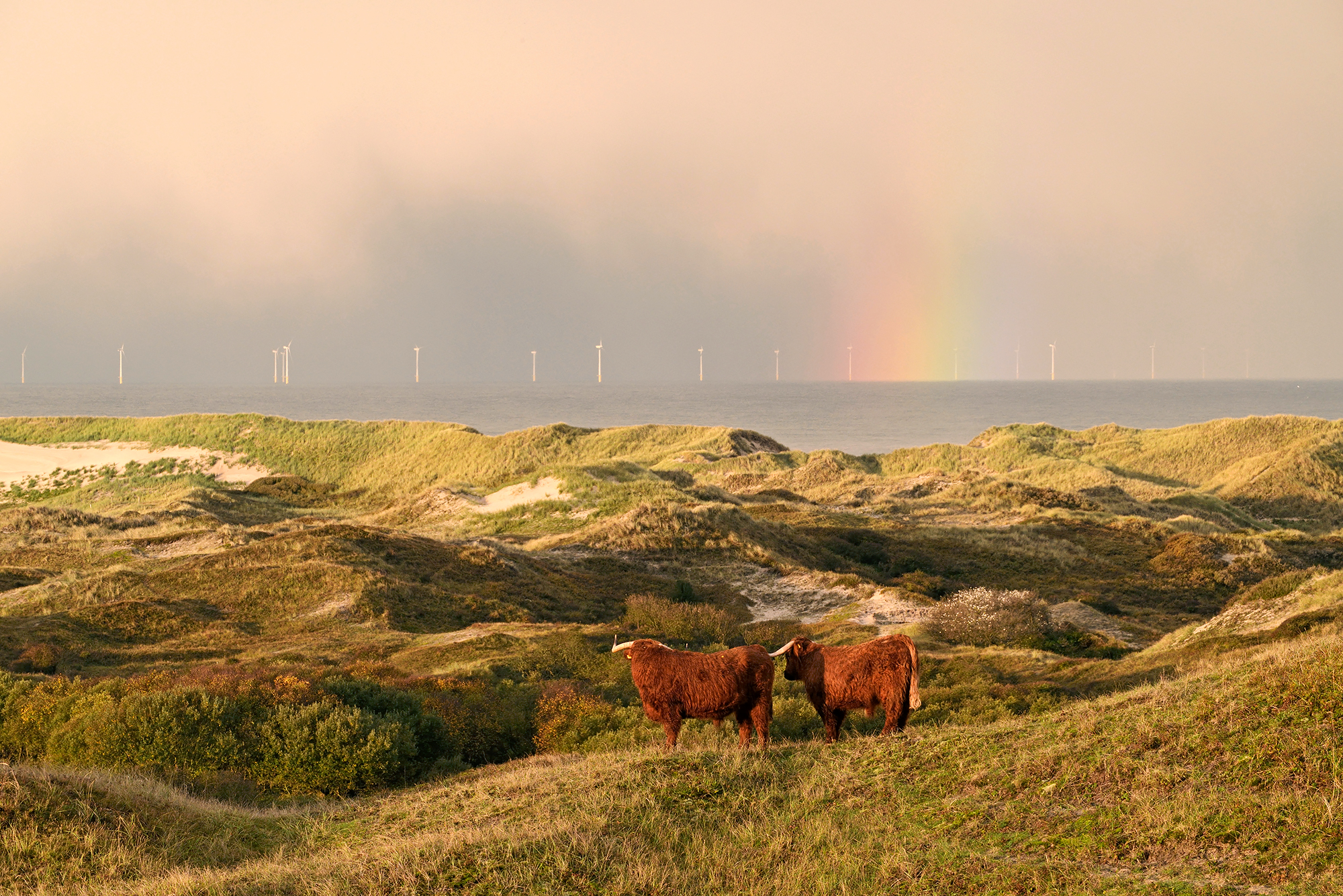 Schotse hooglanders op duintop met uitzicht op zee, regenboog en windmolens tijdens zonsopkomst in Noordhollands Duinreservaat bij Egmond.
