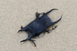 Aangespoeld zwart, leerachtig en glad eikapsel van een rog op het strand bij Castricum aan Zee