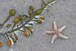 Aangespoelde zeester (Asterias rubens) en zeewier langs de vloedlijn op het strand van Castricum aan Zee.