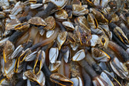 Eendenmosselen (Lepadidae) op een aangespoeld stuk drijfhout na storm op het strand van Castricum aan Zee.