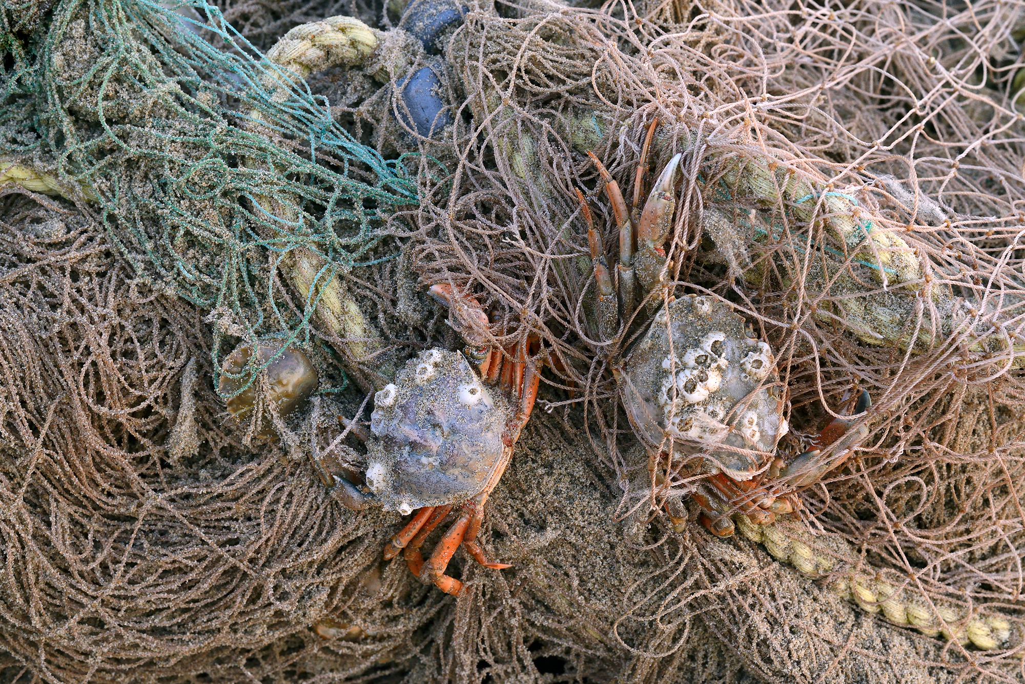 Krabben gevangen in een aangespoeld visnet na een storm op het strand van Wijk aan Zee.