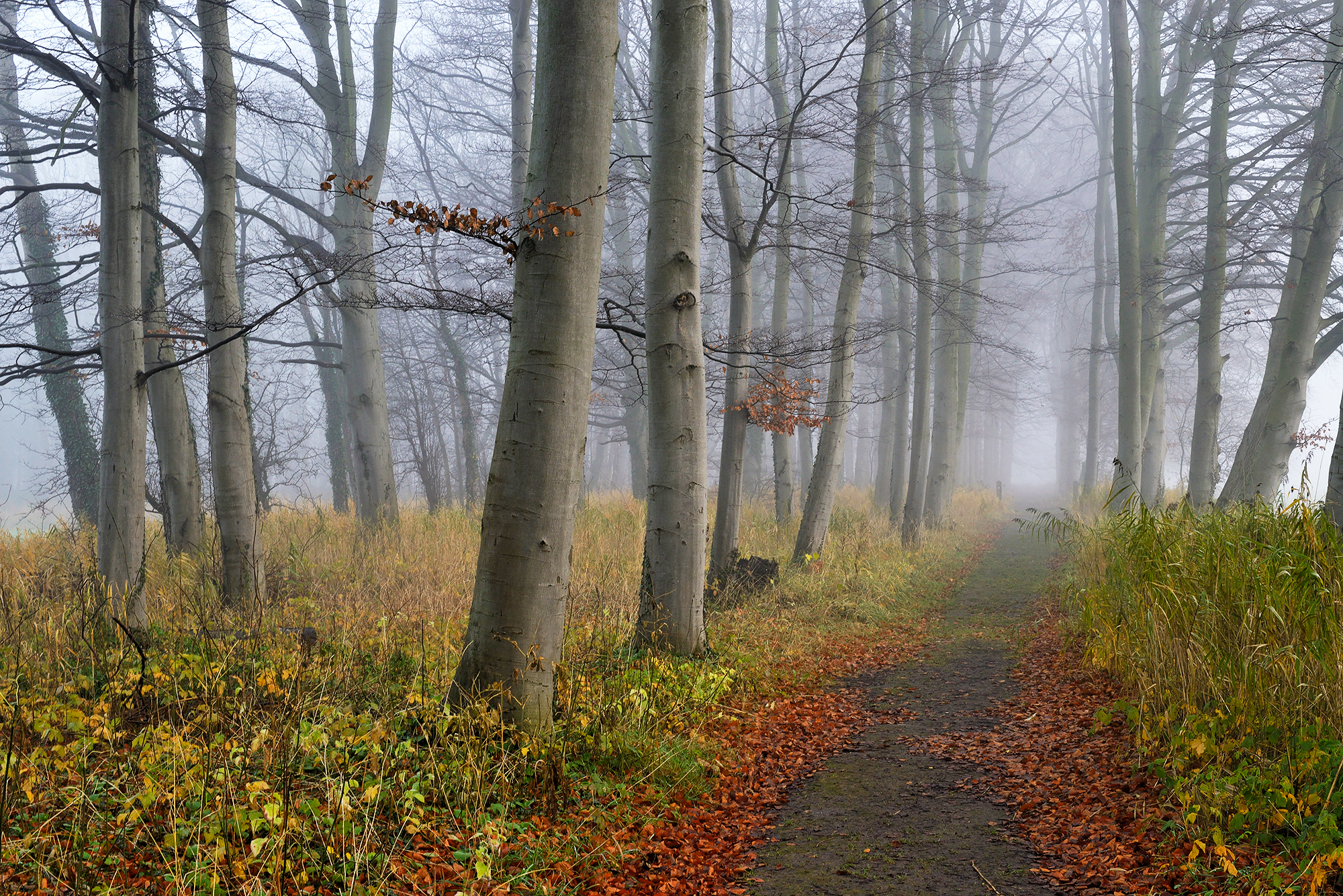 Contouren van boomstammen langs wandelpad in dichte mist op Landgoed Marquette in Heemskerk.