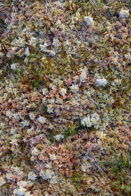 Veenmossen (Sphagnum) langs de waterkant van poel in de Amsterdamse Waterleidingduinen bij Vogelenzang