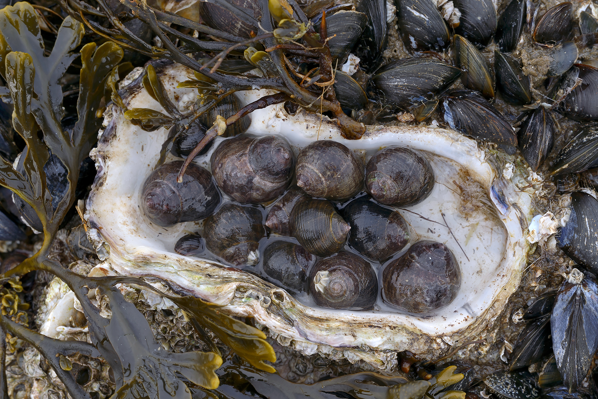 Alikruiken (Littorina littorea) in een oesterschelp tijdens laagwater bij de Waddenzeedijk op op het eiland Texel.
