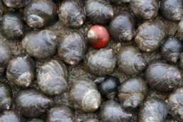 Alikruik met opvallende rode schelp tussen andere alikruiken (Littorina littorea) op kei langs de waddenzeedijk op Texel.