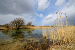 Oever met rietkraag langs infiltratiekanaal met helder water in het waterwingebied van het Noordhollands Duinreservaat bij Castricum.